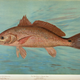 Illustration for article titled Fishes of North America That are Captured on Hook and Line